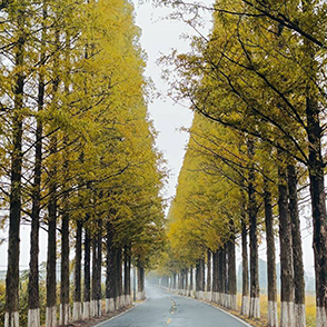 水杉大道 別有一番意境