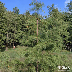 四明湖邊的紅杉林葉子還是綠的