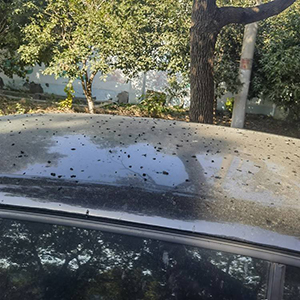 这种树，一年到头都在掉东西