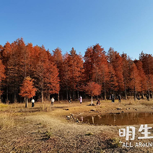 四明湖的红杉林好美