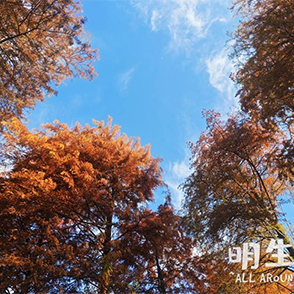 冬日麻岙红杉林