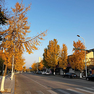 余姚这里的银杏好美