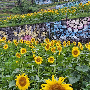 钱库岭村向日葵花海 真美啊！