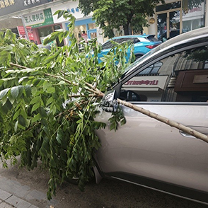 车子被路边的树砸了 找谁？
