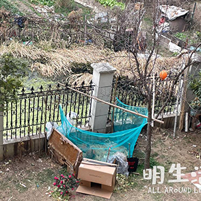 小区里有人养鸡 网友苦不堪言