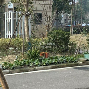 小区绿化带里种菜 你怎么看？