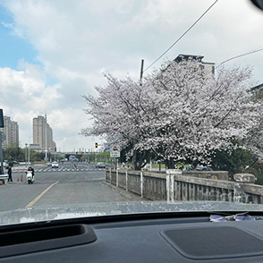 不去四明山 也能赏樱花