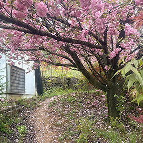 烟雨四明 芦田寻樱记