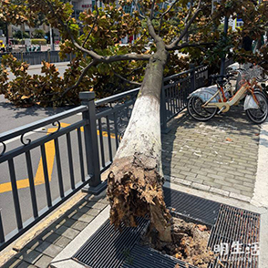 要西夸哉 这么粗的树倒了