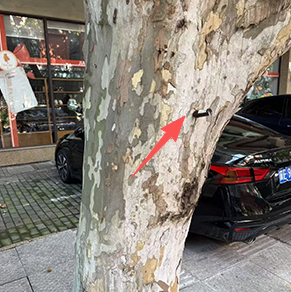 大树上弄两个药瓶子啥意思？