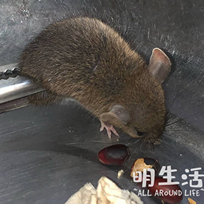 老小区雨污分离后患