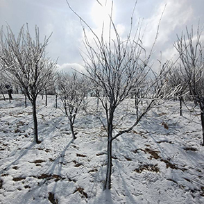 四明山华盖山村的雪景