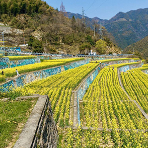 钱库岭的油菜花开了