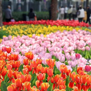 快来晒晒你镜头里的花