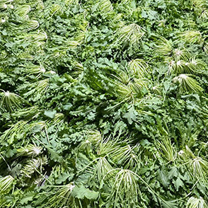 又要做梅干菜了