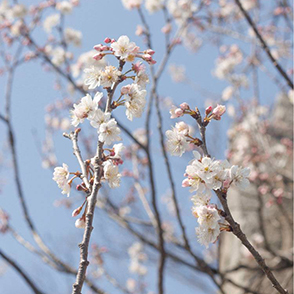 悬岩村地质公园徒步看花花