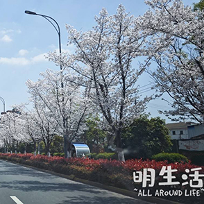 美！余姚的樱花大道