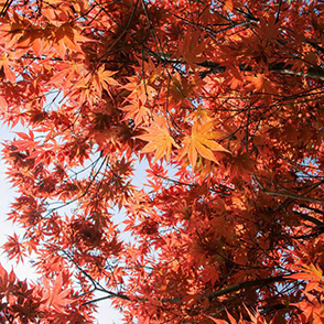 红疯了 大岚红枫茶园路线