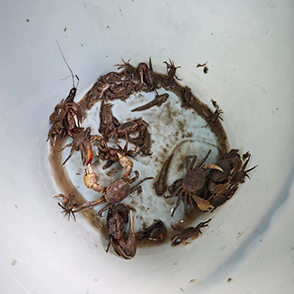 终于找到了滩涂 体验了一把抓蟹