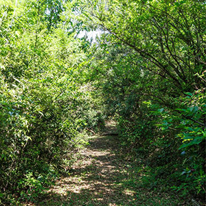 横河健身步道子陵段