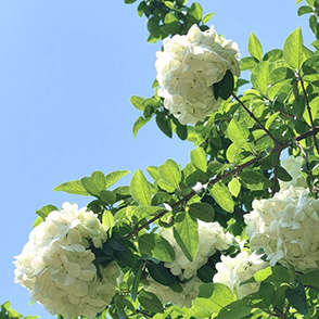 花很漂亮 请手下留情