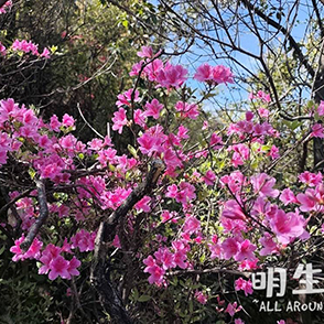 登丰山 看映山红