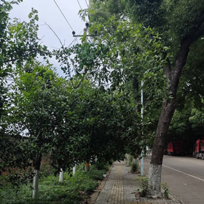 路边的树该剪剪了
