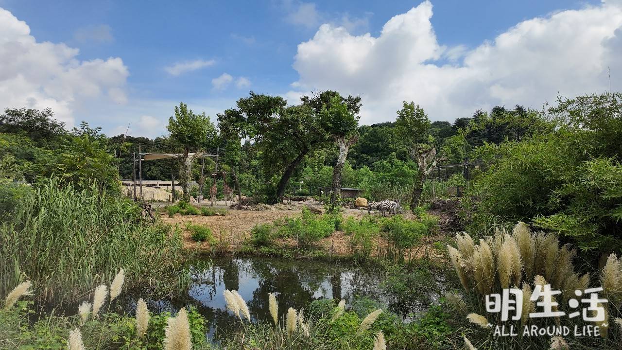 带着画笔去旅行南京红山非洲之歌
